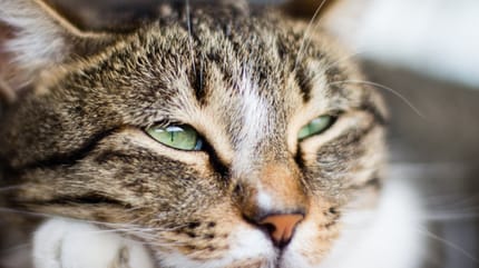 los gatos tienen memoria