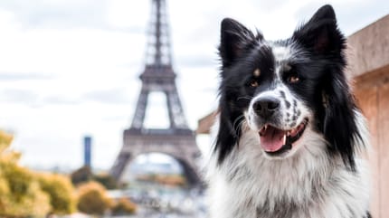Hund vor Eiffelturm