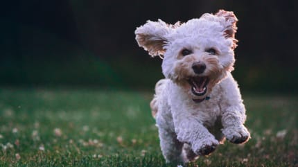 Bichon running towards owner