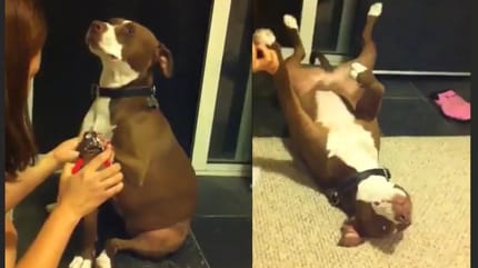 Pitbull_obcinanie_paznokci_omdlenie