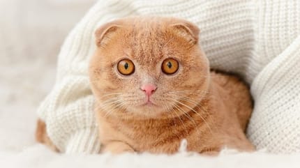 Gestresste Katze