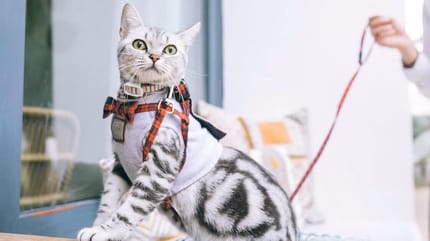 gatto tigrato con guinzaglio