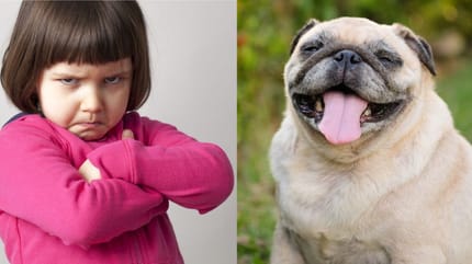 Kinder contra Haustier