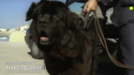 Il cane terranova Orlando