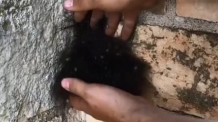 Kätzchen an der Mauer entpuppt sich als etwas anderes