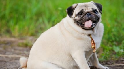 Übergewicht bei Hunden