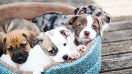 adoptar perro cachorro