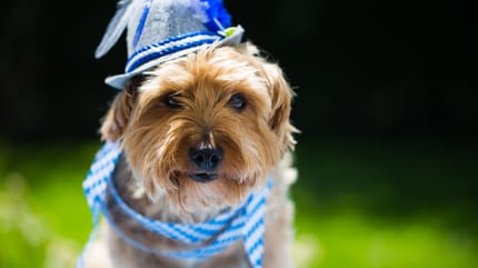 Hundesteuer in Bayern