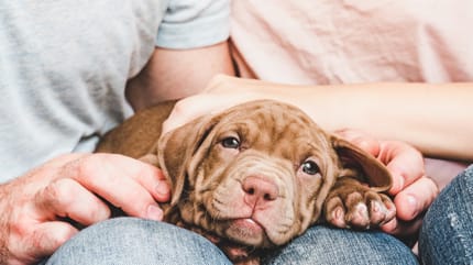 preparar casa para cachorro
