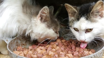 due gatti che mangiano cibo umido