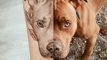 Die schönsten Pitbull-Tattoos