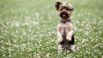 Yorkshire dog doing a trick