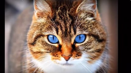 kot ojos azules