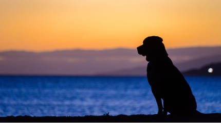 permiso trabajo muerte perro espana