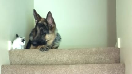 Tennyson und Katze Moo