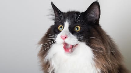 gatto con la bocca aperta