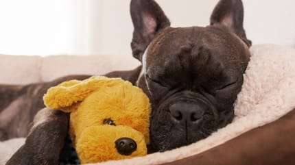 French bulldog in a bed sleeping