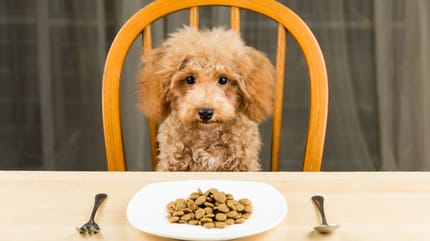 comida casera para perros (2400)