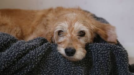 Cagnolino-pelo-dorato-su-cuscino-scuro