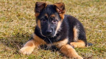 cucciolo di pastore tedesco