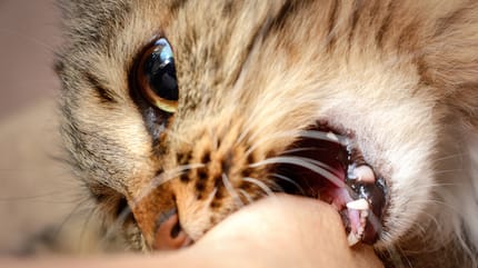 gatto che morde una mano