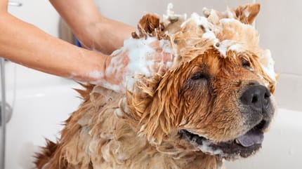 Champú casero para perros