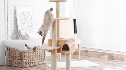 gatto che scende dall'albero tiragraffi.