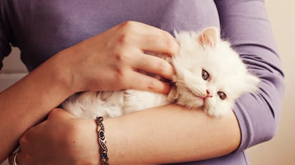 White kitten in owner's arms