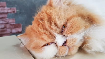 gatto-a-pelo-lungo-disteso-a-terra