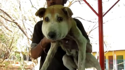 cane-con-musco-gonfio-in-braccio