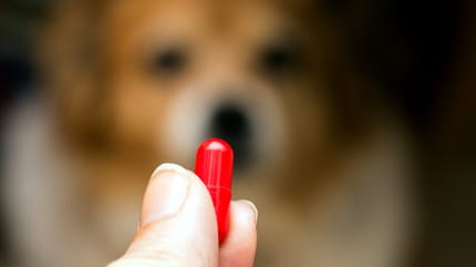 Hund Ibuprofen