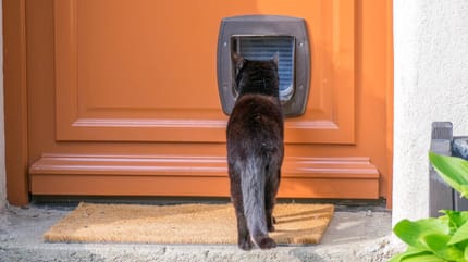 Katze vor Katzenklappe