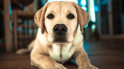 Hund Morbus Addison