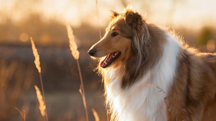 Schöner Collie Hund