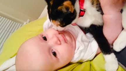 gatito junto a un bebe