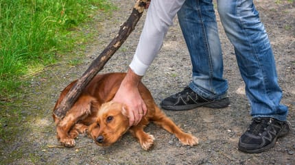 web yodenuncio como denunciar maltrato animal pacma
