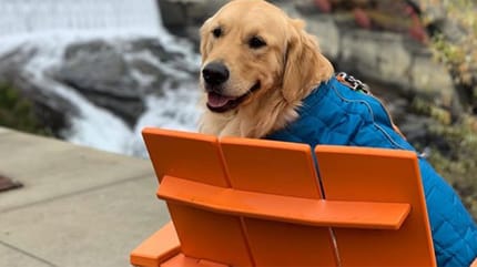 golden retriever felice