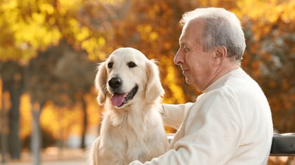 Las mejores razas de perro para personas con alzheimer