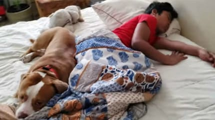 Pitbull und Kind liegen zusammen im Bett