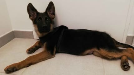 Schäferhund-Welpe liegt auf dem Boden