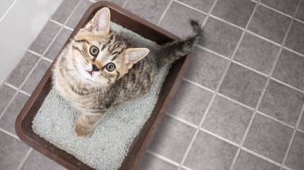 Conseguir que tu gato orine en el arenal