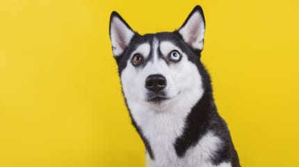 Husky vor gelbem Hintergrund