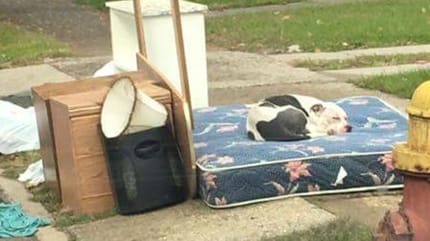 Der Pitbull wartet geduldig