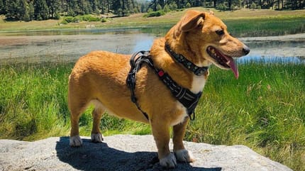 De Dorgi - Teckel Corgi mix