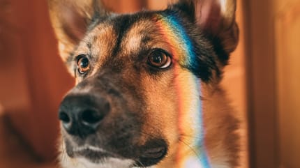 superar la muerte de un perro