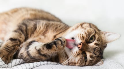 como tratar la epilepsia en gatos