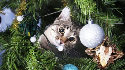 Katze im Weihnachtsbaum