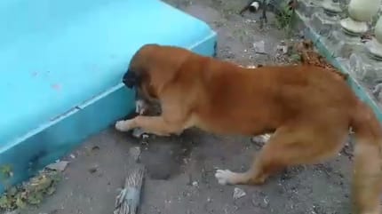 Perro entierra a gatito muerto
