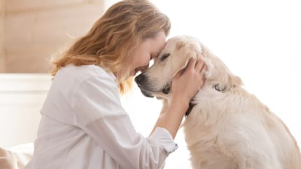 Golden Retriever cuddling with owner