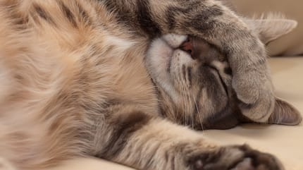 mejores tratamientos para la alergia alimentaria en gatos